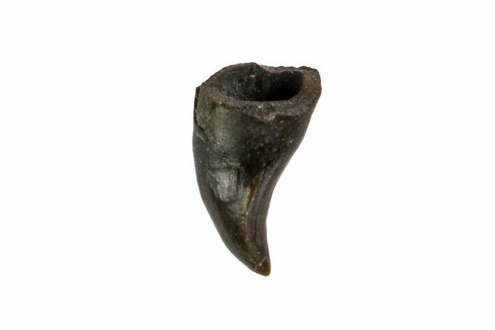 Permian Reptile Tooth - Oklahoma #140104
